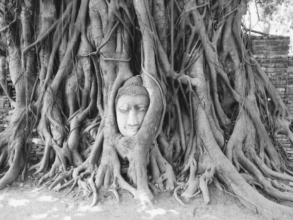 Tête de Bouddha de grès dans les racines de l'arbre à Wat Mahathat, Ayut — Photo