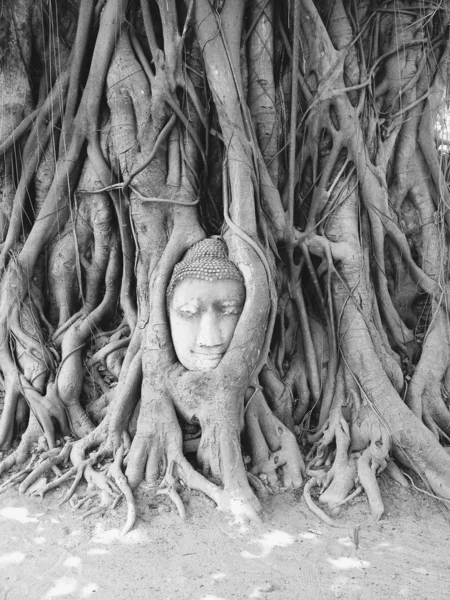 Tête de Bouddha de grès dans les racines de l'arbre à Wat Mahathat, Ayut — Photo