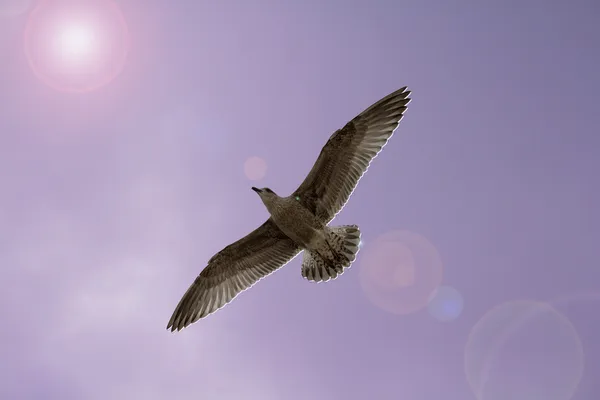 Gaviota en el cielo — Foto de Stock