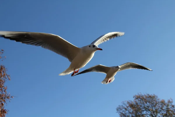 Gaivotas — Fotografia de Stock