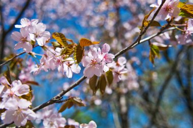 Sakura çiçeği