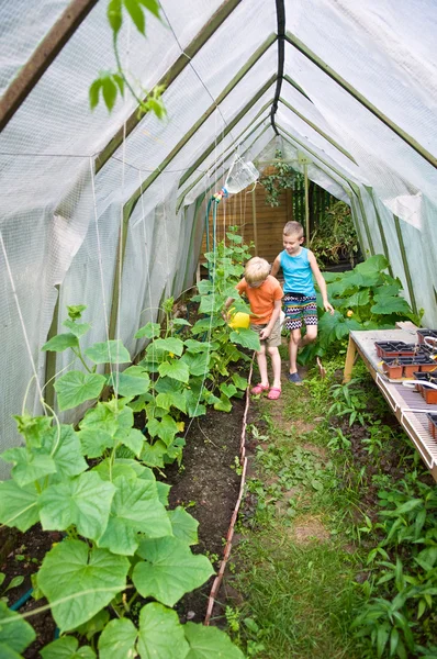 Deux garçons versant des concombres dans hothouse — Photo