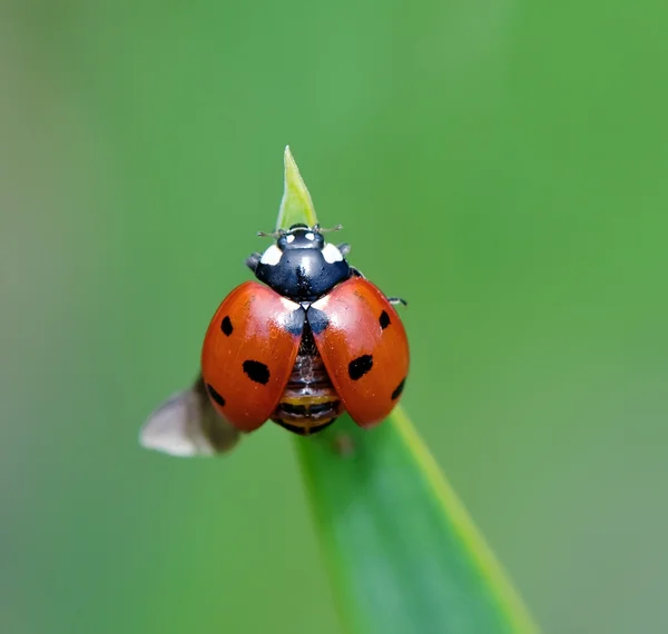 Ladybug opening wings — Stock Photo, Image