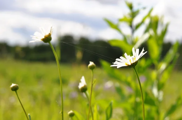 Daisies and web — Stock Photo, Image