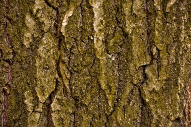 yaşlı ağaç yosun kaplı