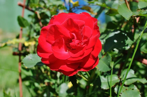 Rose rouge — Photo