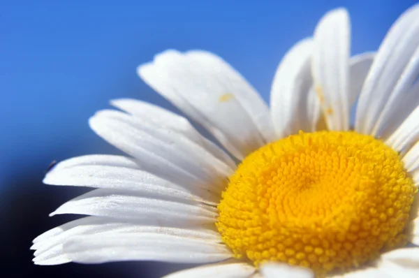 Daisy — Stock Photo, Image