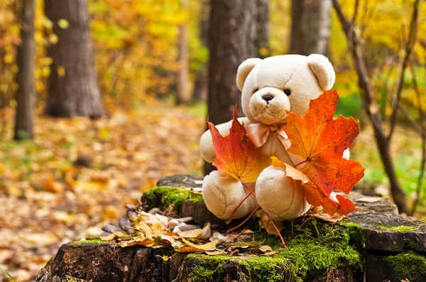 Teddy bear in autumn park — Stock Photo, Image