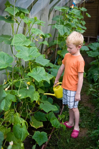 Jeune garçon verser des concombres dans hothouse — Photo