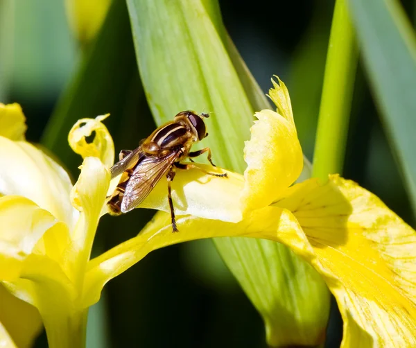 Familjen blomflugor — Stockfoto