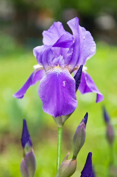 水滴の美しいバイオレット アイリスの花 — ストック写真