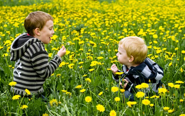 Iki çocuklar Dandelions üfleme — Stok fotoğraf