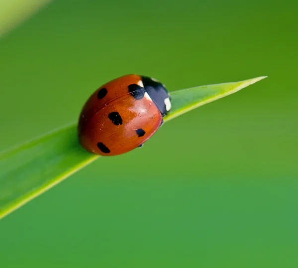 Nyckelpiga — Stockfoto