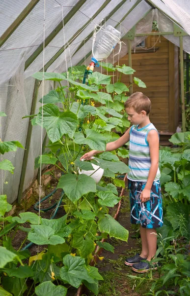 Jeune garçon verser des concombres dans hothouse — Photo