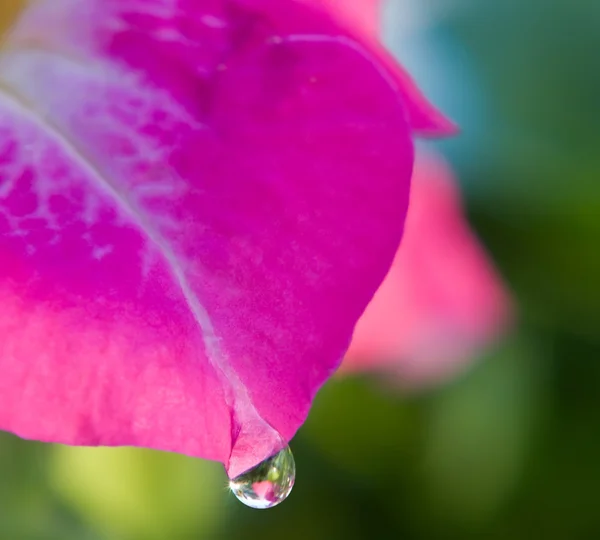 Gota de água na pétala de petúnia — Fotografia de Stock