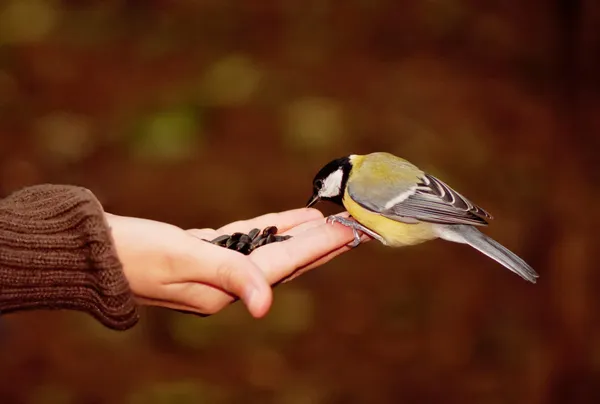 Tomtit comendo sementes em uma mão — Fotografia de Stock