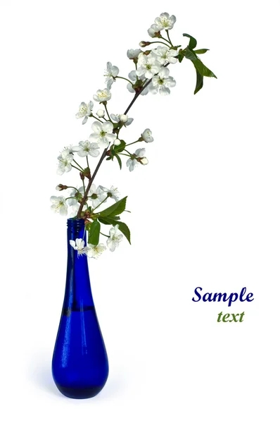Apfelblütenzweig in blauer Flasche — Stockfoto