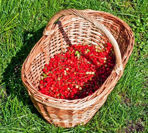 Panier de groseilles rouges — Photo