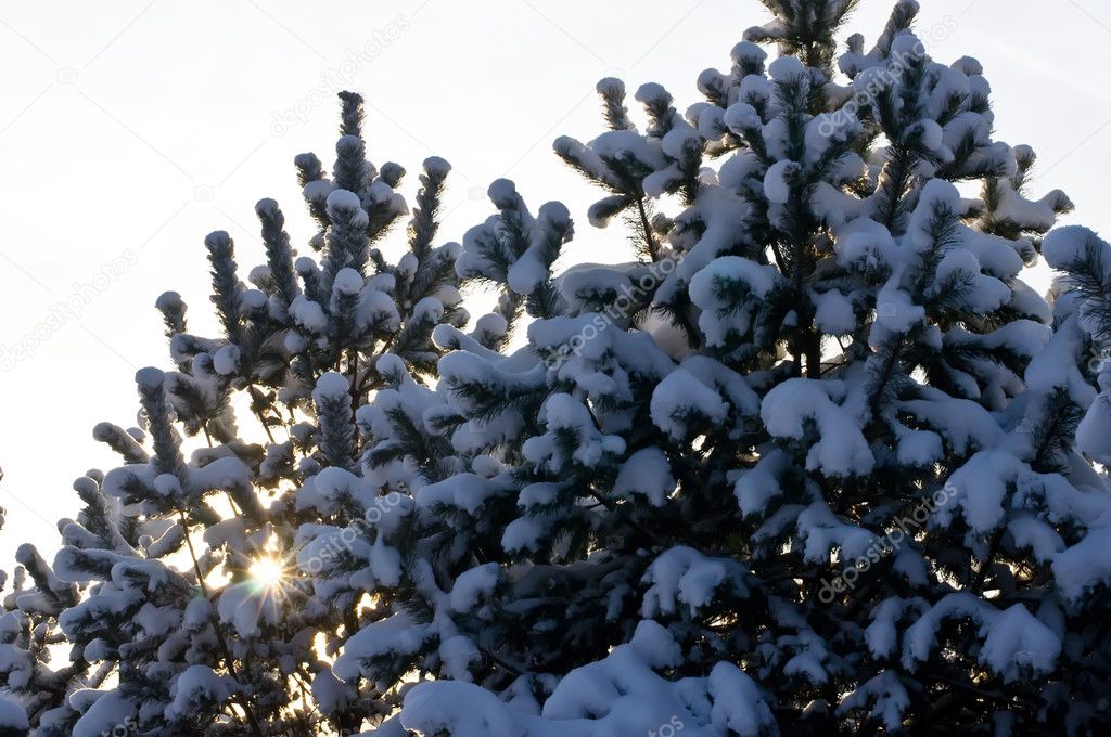 fir tree in snow
