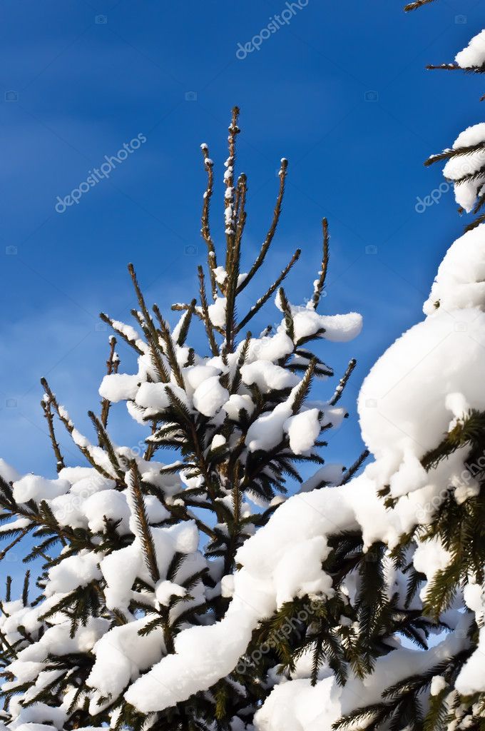 christmas-tree in snow
