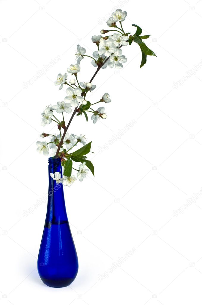 apple blossoming branch in blue bottle