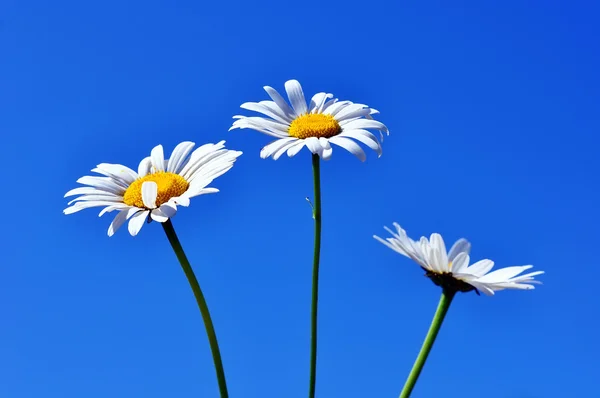 Three daisies — Stock Photo, Image