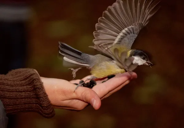 Tomtit makan biji dan terbang dari tangan — Stok Foto