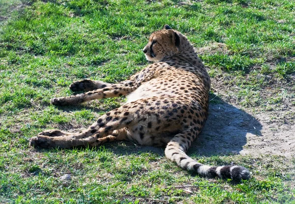 Cheetah — Stock Photo, Image