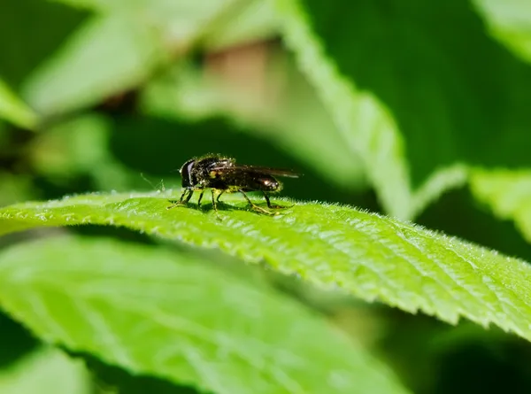 Flyga sitter på ett blad — Stockfoto