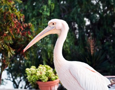 pembe Pelikan