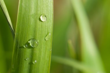 Su yeşil yaprağa düşer.