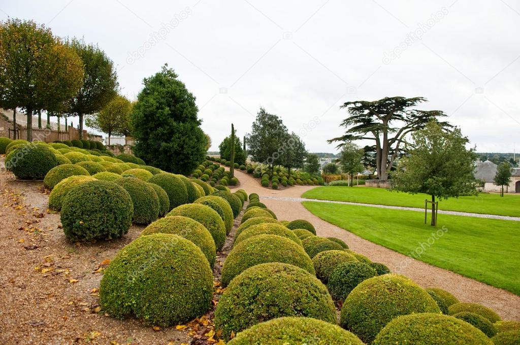 Boxwood rows and lebanon cedar in Amboise garden