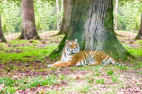 Puesta de tigre —  Fotos de Stock