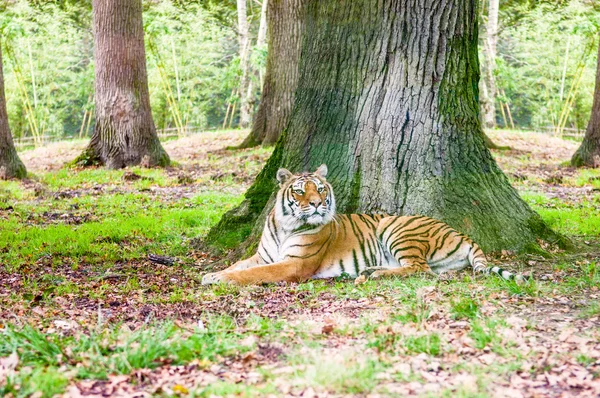 Tijger tot vaststelling van — Stockfoto