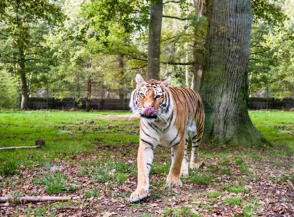 Tijger likt zijn lippen — Stockfoto