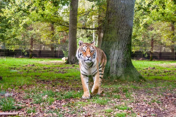 Tigre caminando —  Fotos de Stock