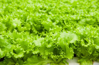 sera içinde yeşil salata