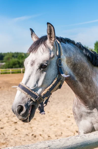 Häst — Stockfoto