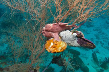 commersons frogfish (antennarius alaca), Maldivl