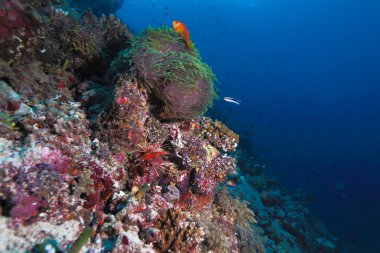 Maldiv tehlikede (Amphiprion nigripes) bir deniz anemone (Hete
