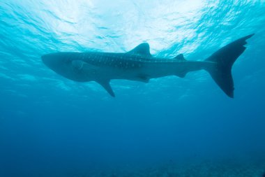 Balina köpek balığı (rhincodon typus), Maldivler