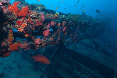 gemi enkazı ve mavi benekli orfoz (cephalopholis argus), maldı