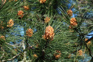 Avrupa'nın en yüksek kumul üzerinde İskoç çam (Pinus sylvestris)