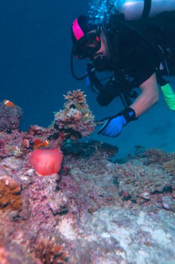 Maldiv tehlikede (Amphiprion nigripes) bir deniz anemone (Hete