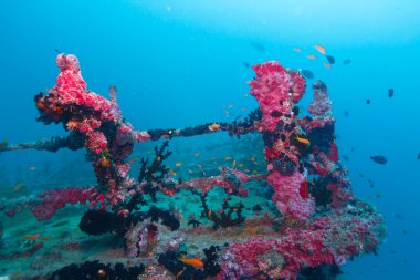 gemi enkazı ile deniz yaşamı, Maldivler