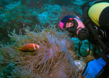 bir deniz anemon (heteractis magnifica) ve dalgıç, Maldivler Maldiv anemonefish (amphiprion nigripes)