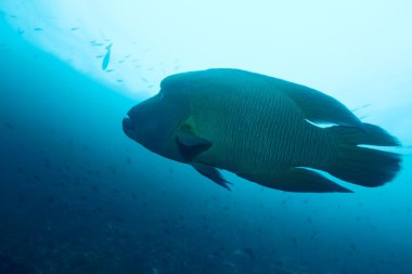 napoleonfish - humphead wrasse (cheilinus undulatus), maldiv