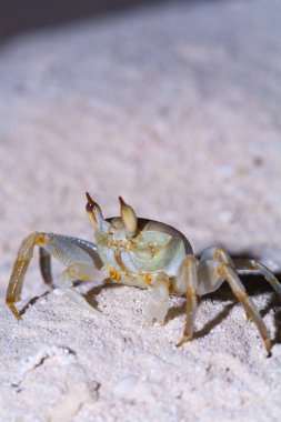 gece Yengeç, ari atoll. Maldivler