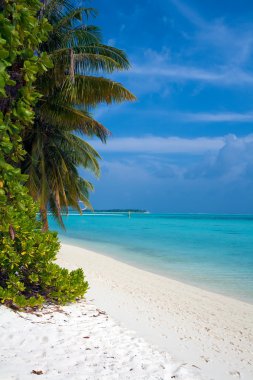 Coastline of island with some palm trees, Maldives