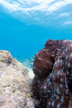 resif üzerinde oturan ahtapot ari atoll. Maldivler